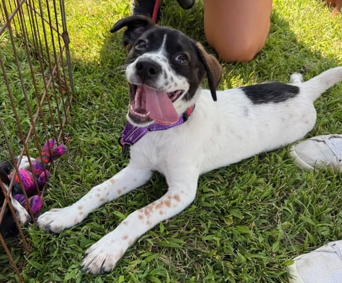 OMEGA - Pit Bull Terrier / Labrador Retriever available for adoption