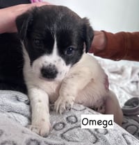 Omega - Photo 3