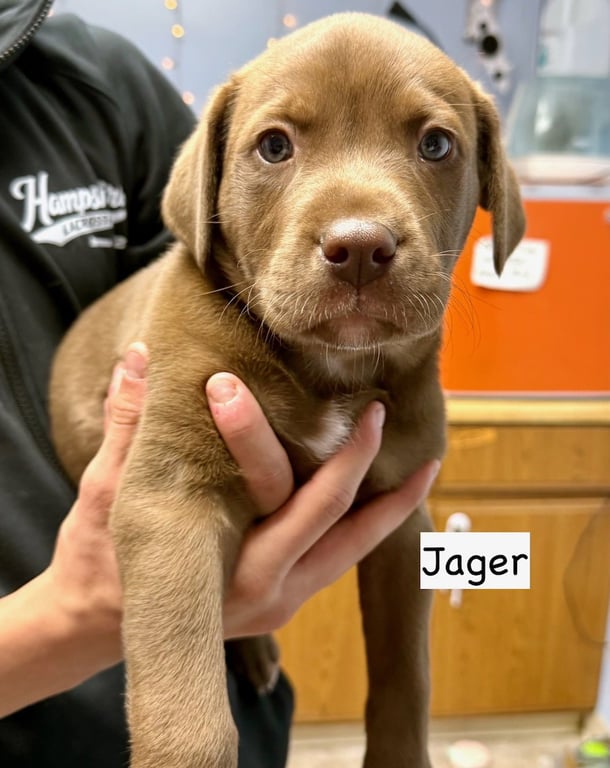 JAGER Image