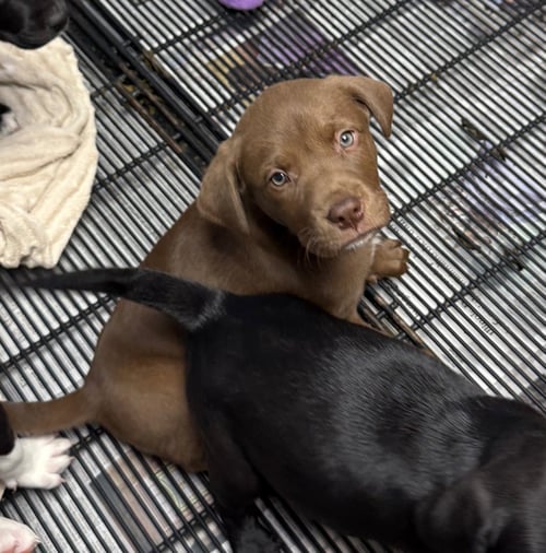 JAGER - Labrador Retriever available for adoption
