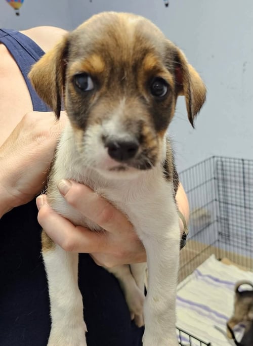 NOODLES - Hound / Terrier available for adoption