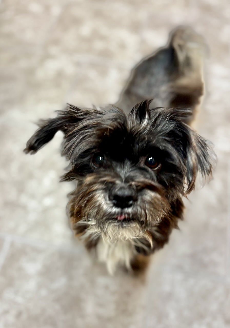 CALLIE - Terrier / Affenpinscher available for adoption
