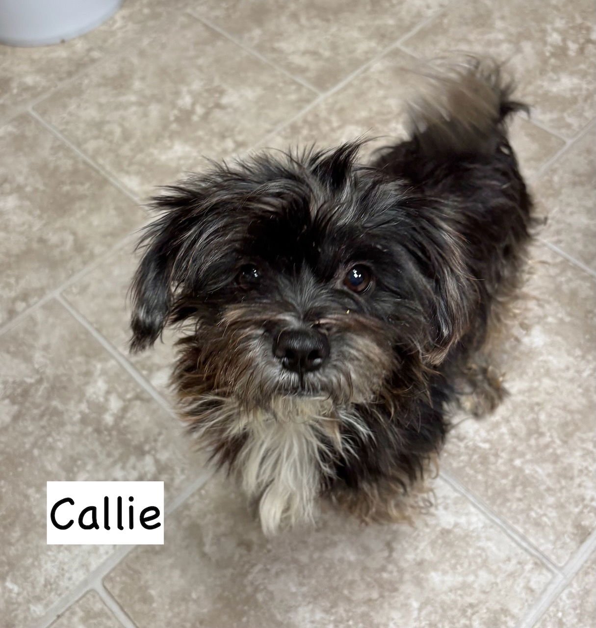 CALLIE - Terrier / Affenpinscher available for adoption