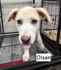 Olsen - Photo 2