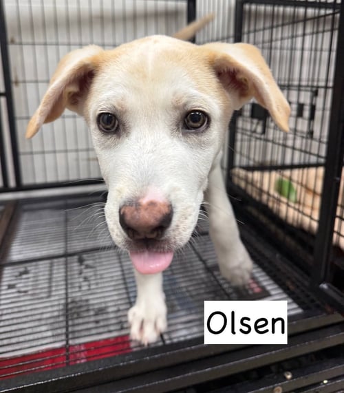 OLSEN - Husky / Labrador Retriever available for adoption
