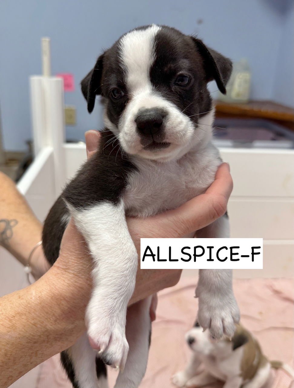 ALLSPICE - Boston Terrier / American Pit Bull Terrier available for adoption