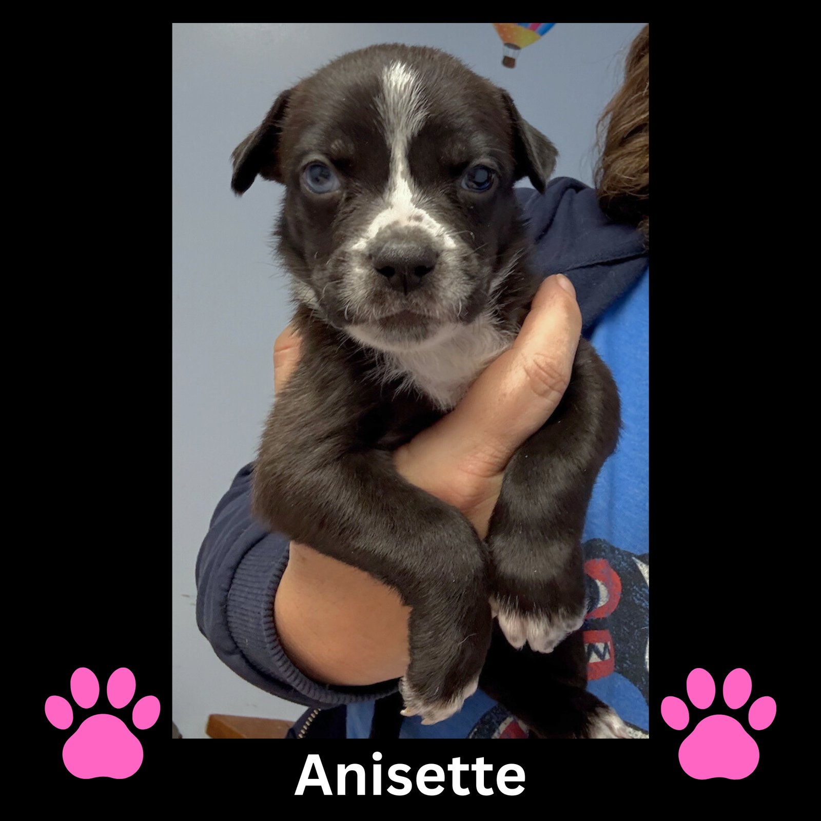 ANISETTE - Boston Terrier / American Pit Bull Terrier available for adoption