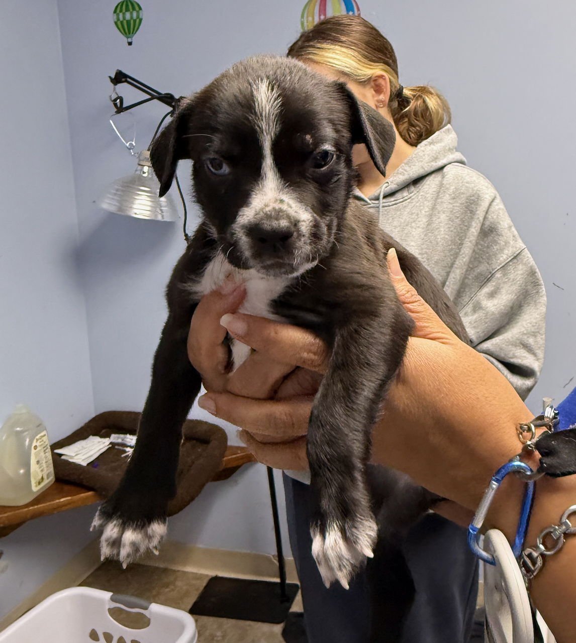 ANISETTE - Boston Terrier / American Pit Bull Terrier available for adoption