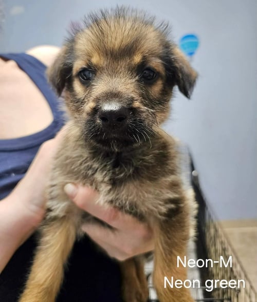 NEON - Hound / Terrier available for adoption