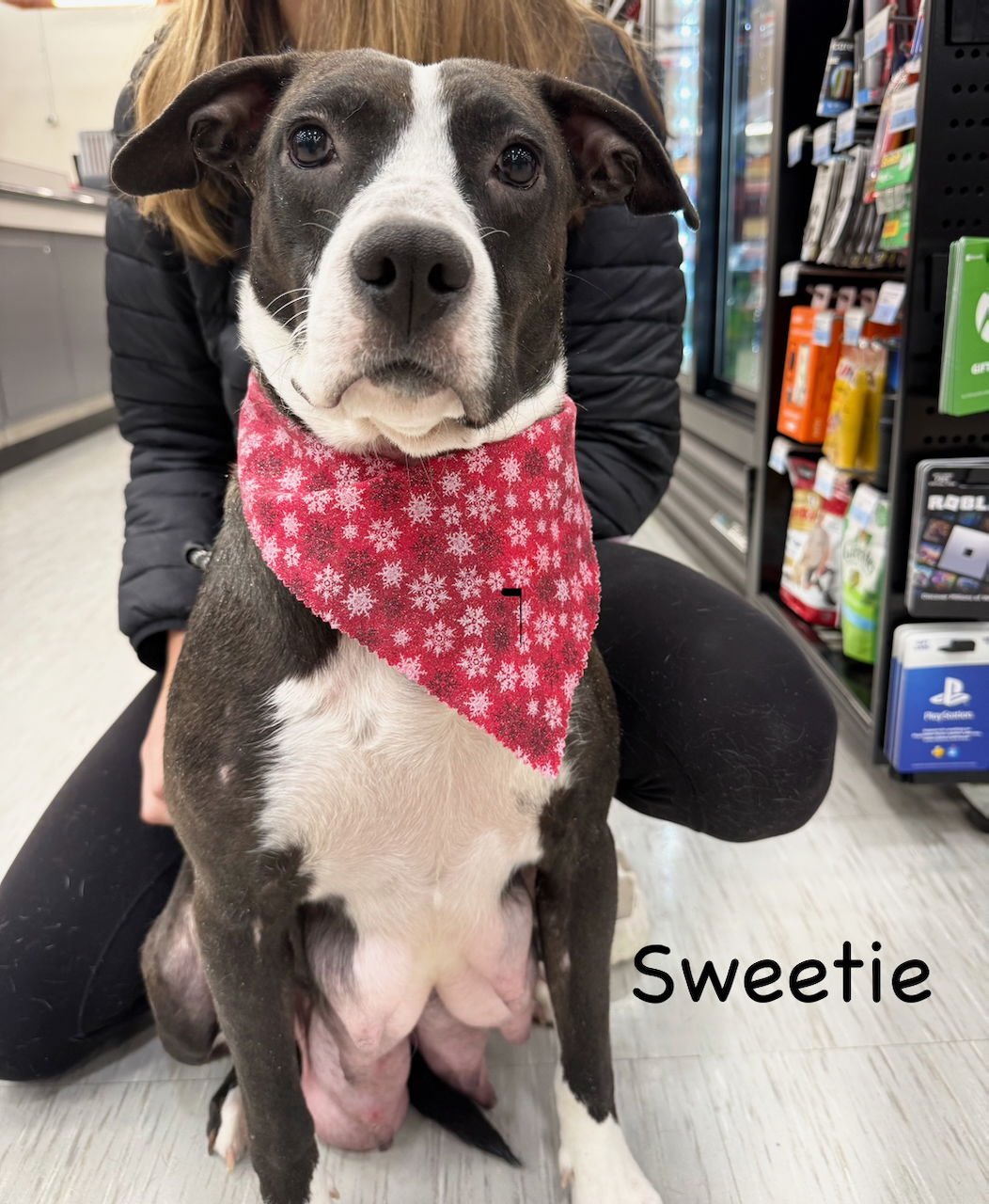 SWEETIE - Hound available for adoption