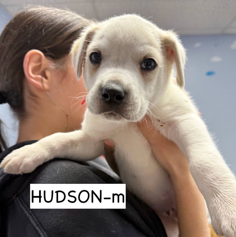 Hudson Image