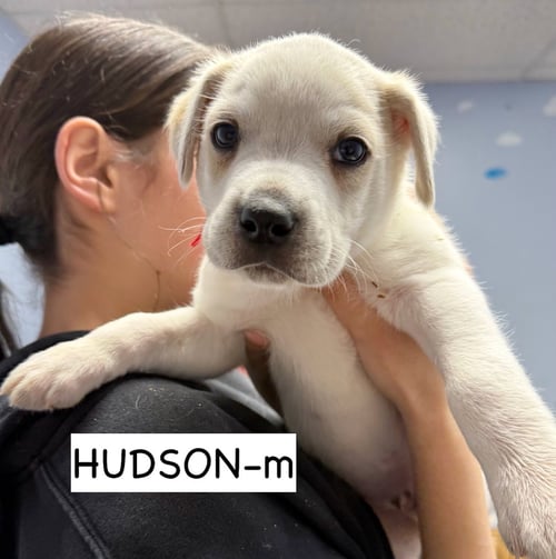 HUDSON - Boxer / Siberian Husky for adoption in Elgin