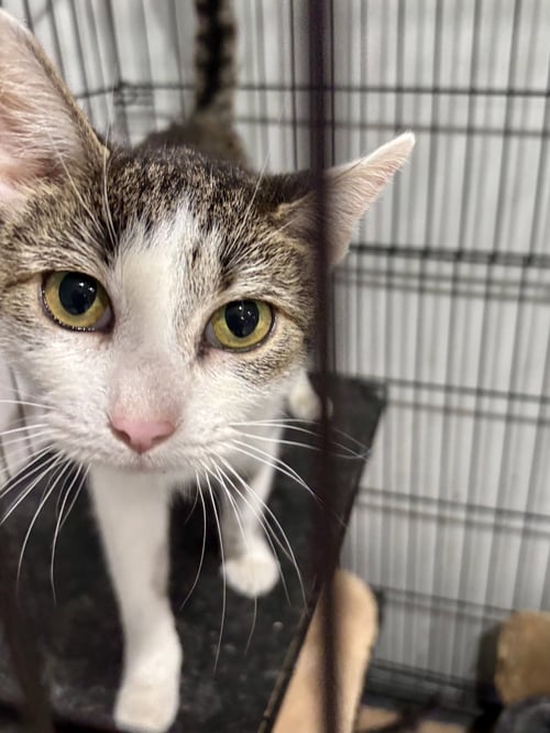 CAT - FRANCESCA - Domestic Short Hair available for adoption