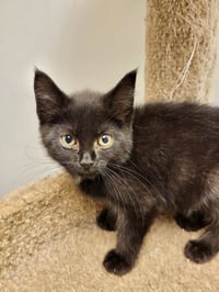 CAT - Ruby - Photo 1