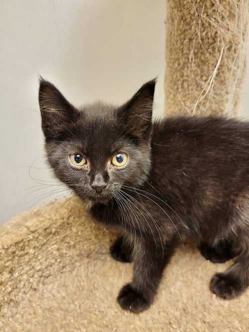 CAT - RUBY - Domestic Short Hair available for adoption
