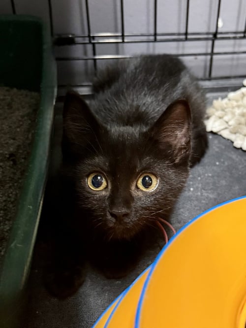 CAT - RUBY - Domestic Short Hair available for adoption
