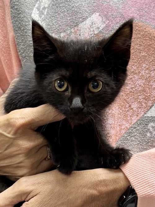 CAT - RUBY - Domestic Short Hair available for adoption