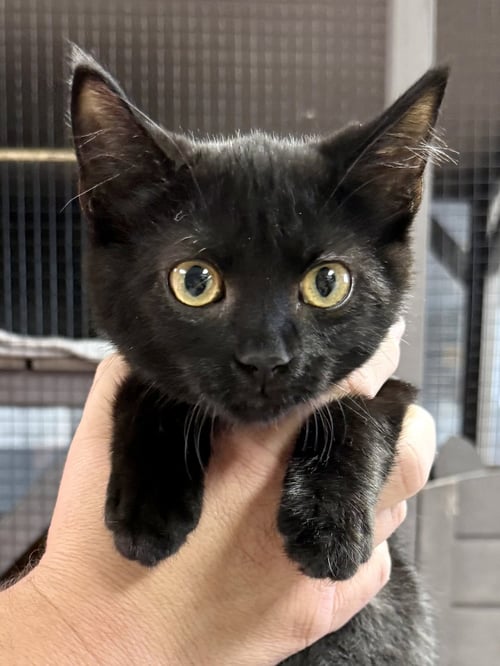 CAT - RUBY - Domestic Short Hair available for adoption