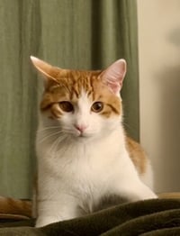 CAT - Quincy (Chips) - Photo 1