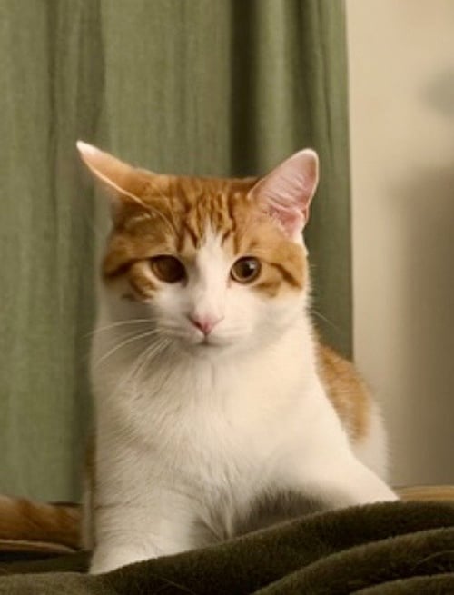 CAT - QUINCY (CHIPS) - Domestic Short Hair available for adoption