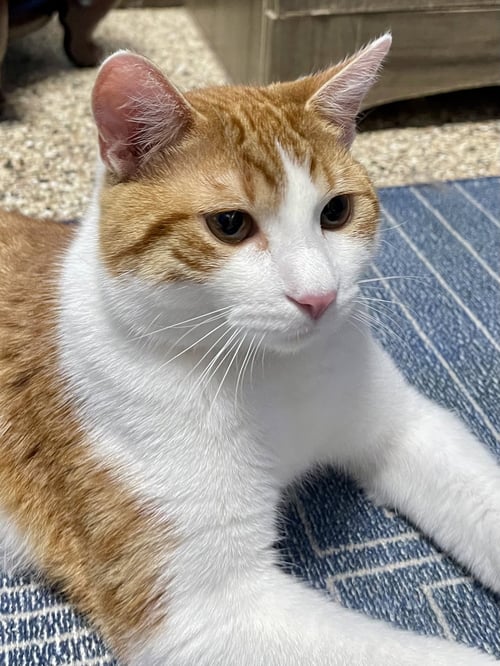 CAT - CHIPS (QUINCY) - Domestic Short Hair available for adoption