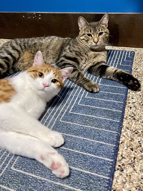 CAT - CHIPS (QUINCY) - Domestic Short Hair available for adoption