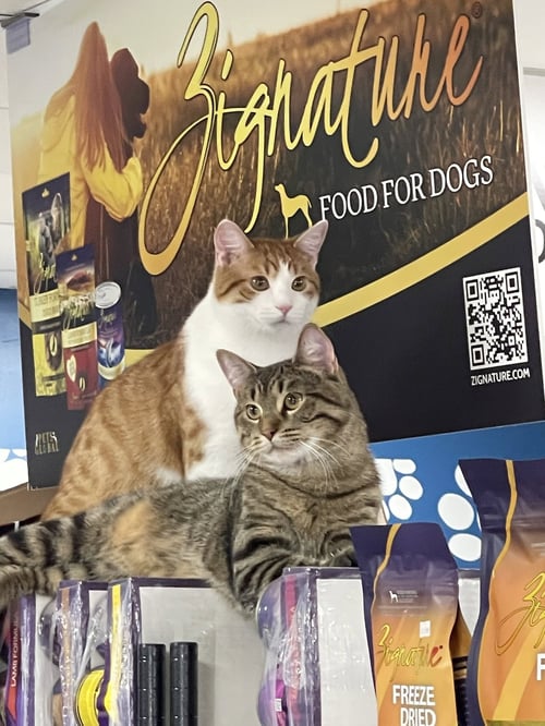 CAT - CHIPS (QUINCY) - Domestic Short Hair available for adoption