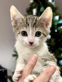 CAT - Frisco - Photo 1
