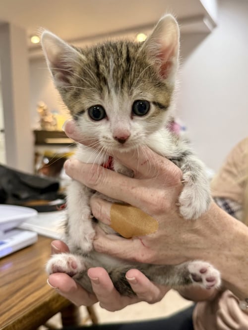 CAT - FRISCO - Domestic Short Hair available for adoption