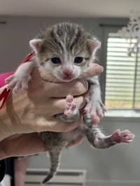 CAT - Frisco - Photo 3