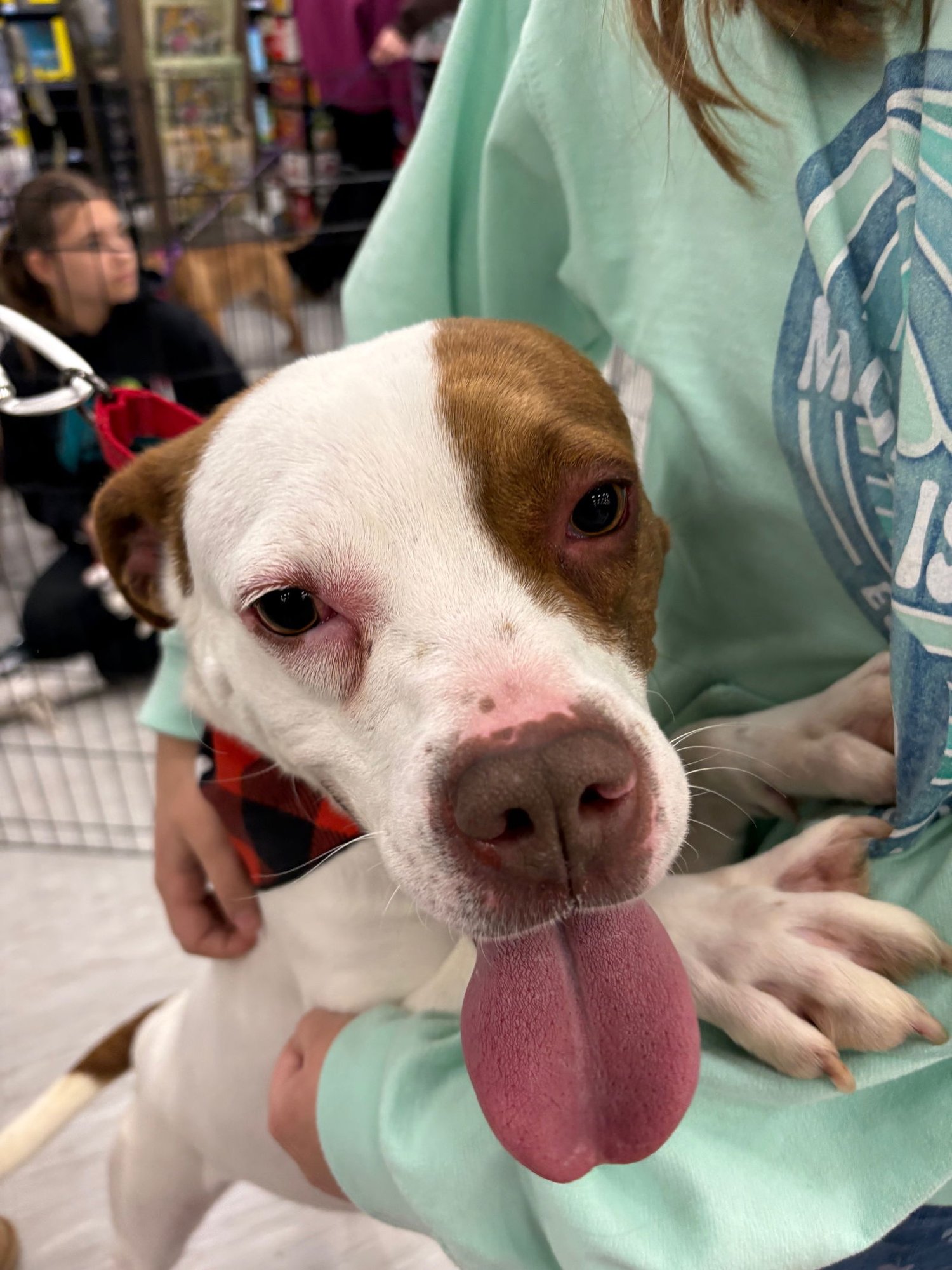 LILO - Boxer available for adoption