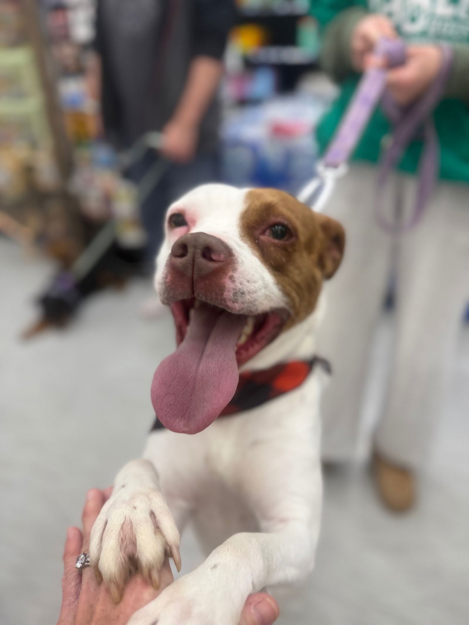 LILO - Boxer available for adoption