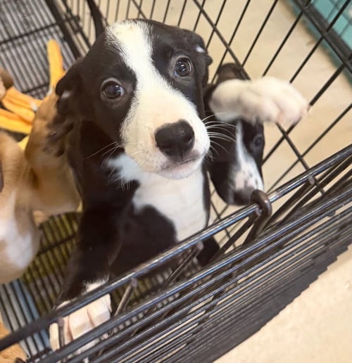 QUARTZ - American Staffordshire Terrier / Pit Bull Terrier available for adoption