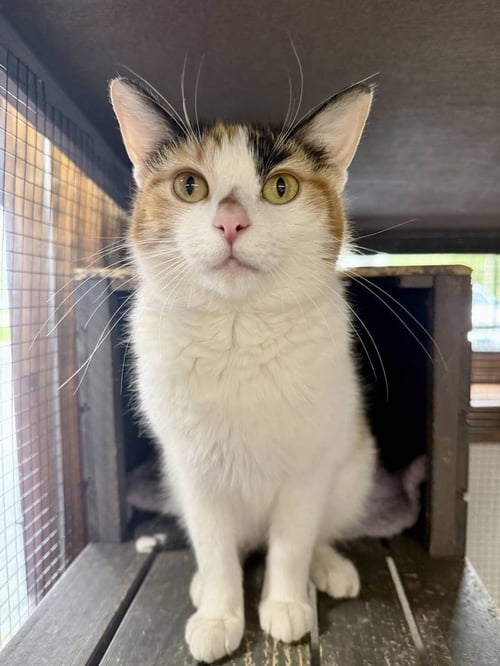 CAT - HOLLY - Domestic Short Hair / Calico for adoption in Elgin
