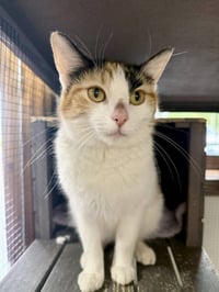 CAT - Holly - Photo 2