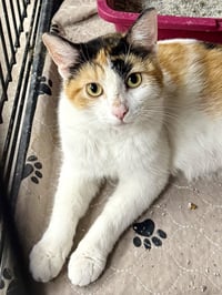 CAT - Holly - Photo 3