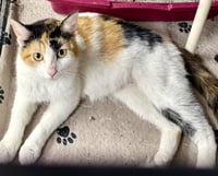 CAT - Holly - Photo 4