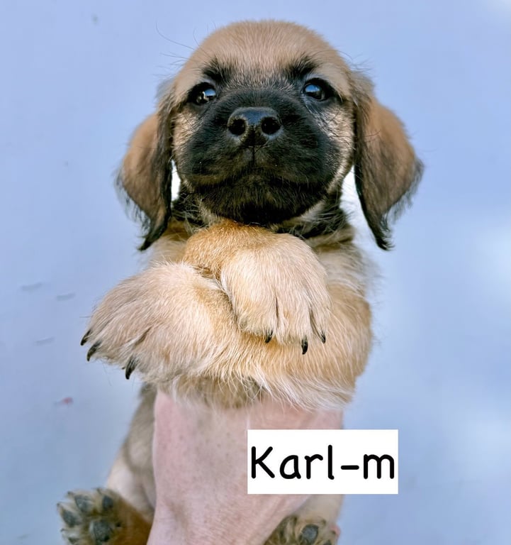 Karl Image