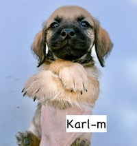 Karl - Photo 1