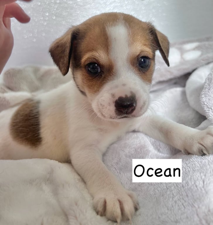 Ocean Image