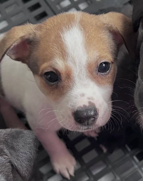 OCEAN - Pit Bull Terrier / Labrador Retriever available for adoption