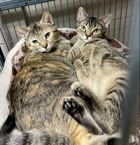 CAT - FRANNIE - Photo 6