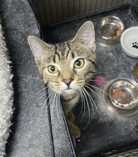 CAT - FRANNIE - Photo 5