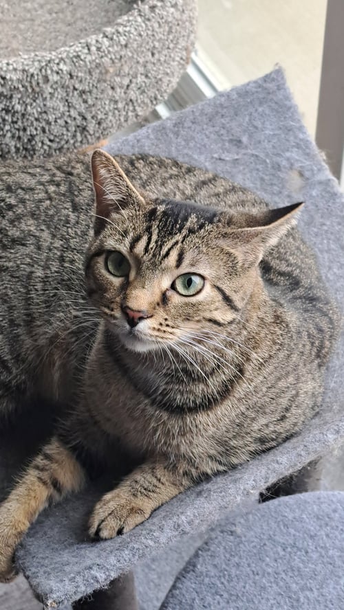 CAT - FRANNIE - Domestic Short Hair / Tabby available for adoption