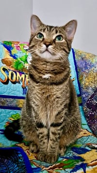 CAT - FRANNIE - Photo 1