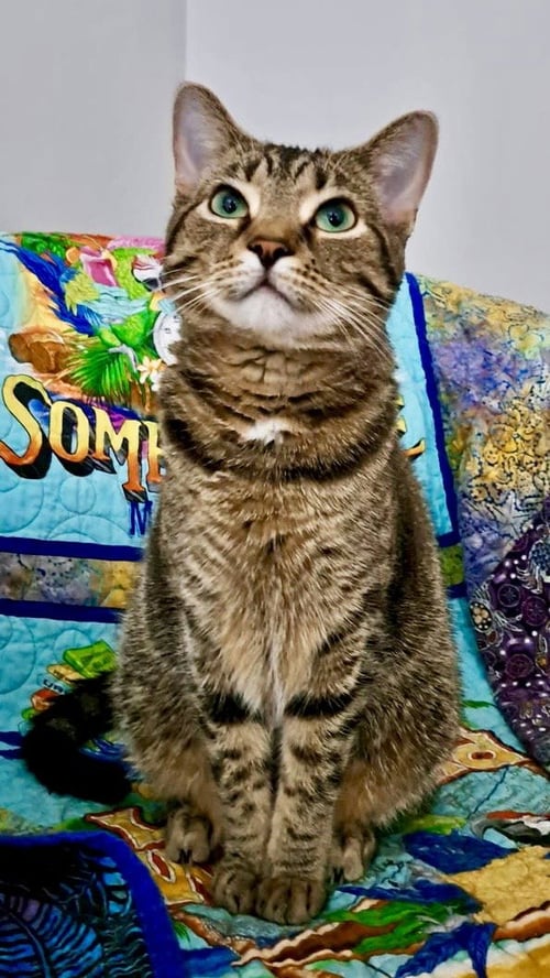 CAT - FRANNIE - Domestic Short Hair / Tabby available for adoption