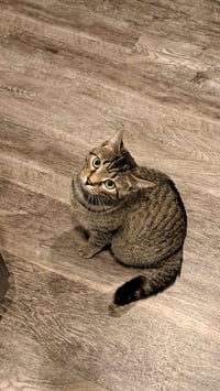 CAT - FRANNIE - Photo 3