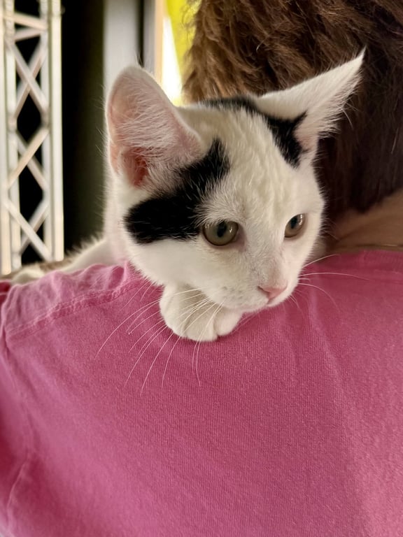 CAT - Oliver Image
