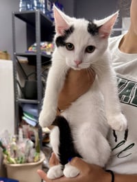 CAT - Oliver - Photo 2