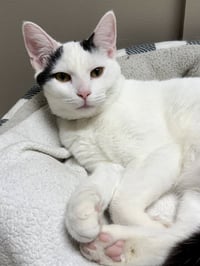 CAT - Oliver - Photo 1